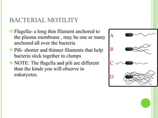Viruses And Bacteria | PPT