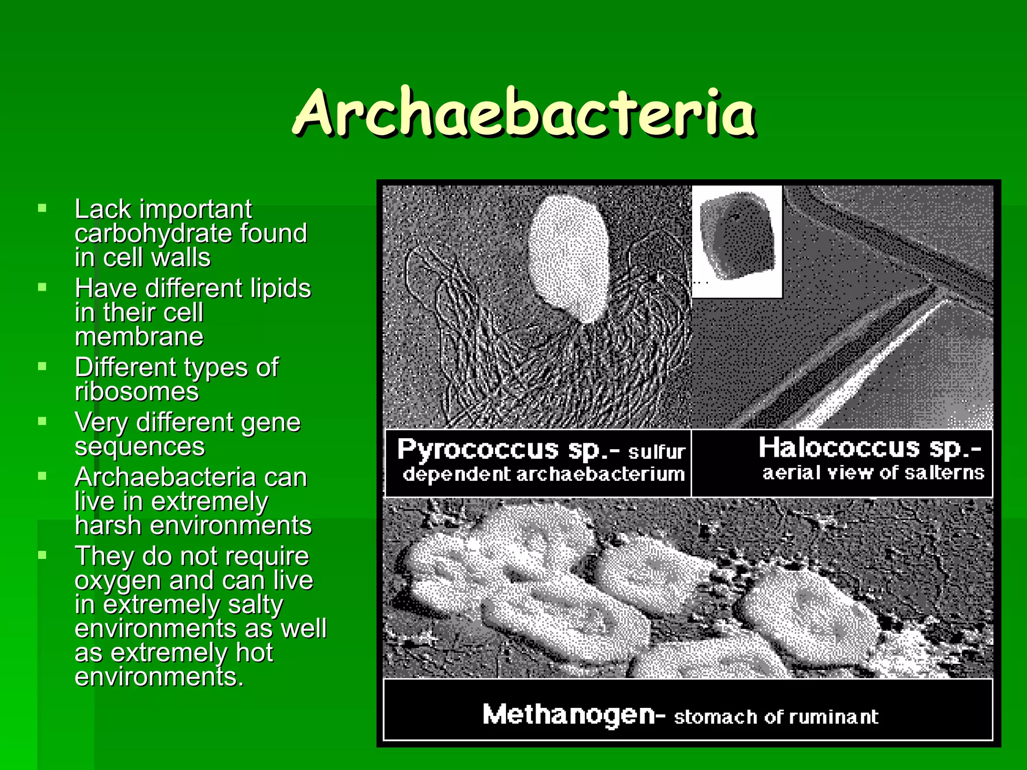 Archaebacteria Lack important carbohydrate found in cell walls Have different lipids in their cell membrane Different types of ribosomes Very different gene sequences Archaebacteria can live in extremely harsh environments They do not require oxygen and can live in extremely salty environments as well as extremely hot environments. 