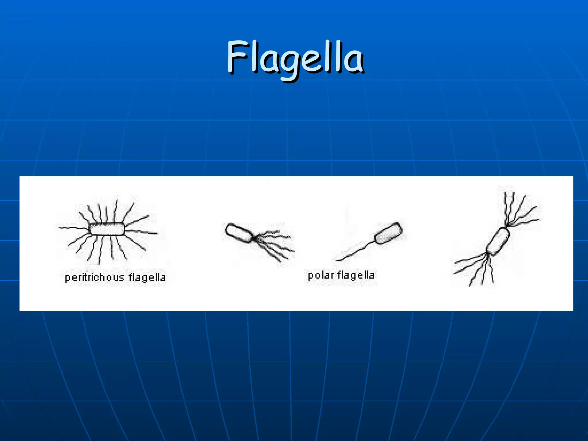 Flagella 