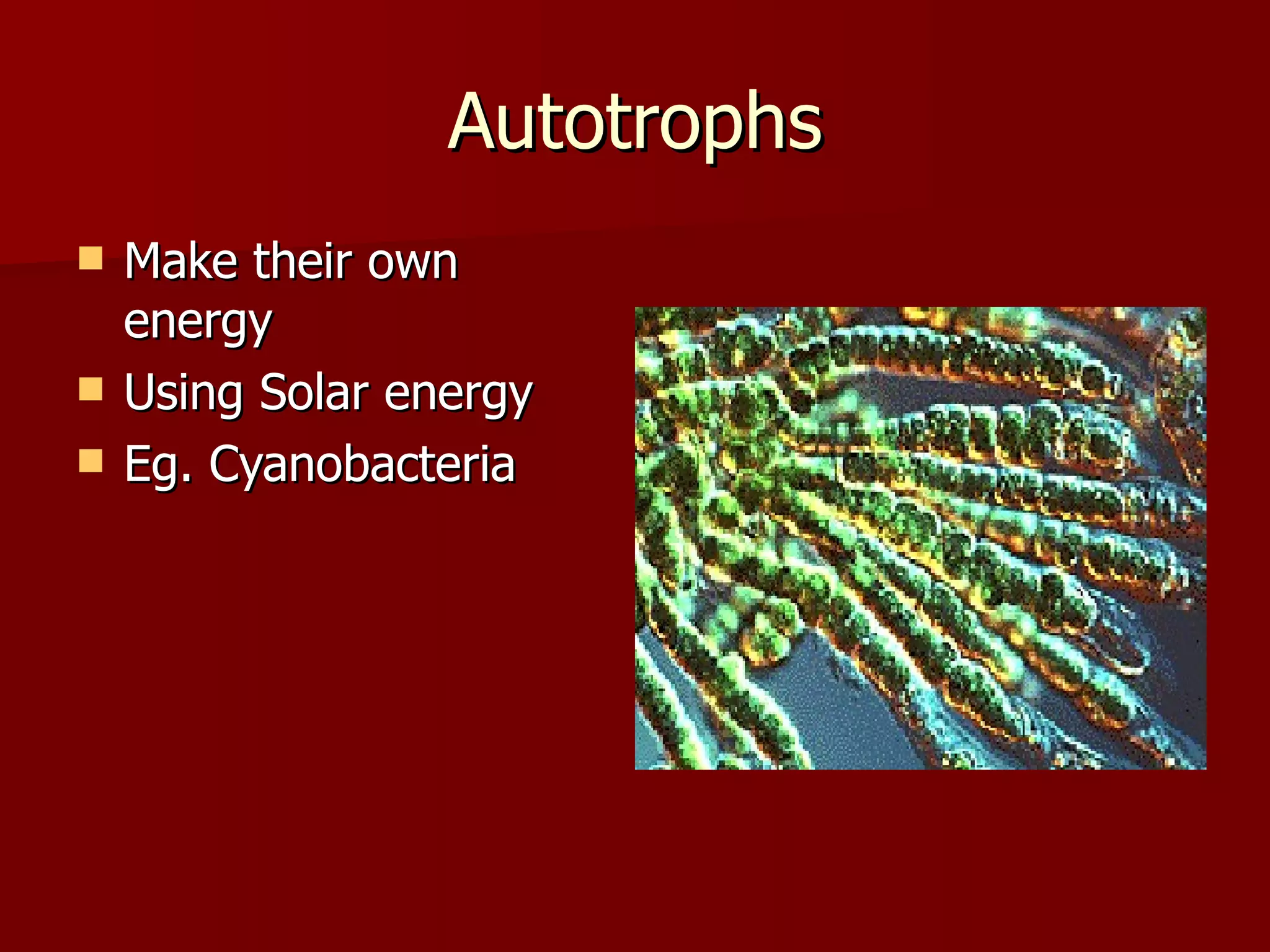 Autotrophs Make their own energy Using Solar energy Eg. Cyanobacteria 
