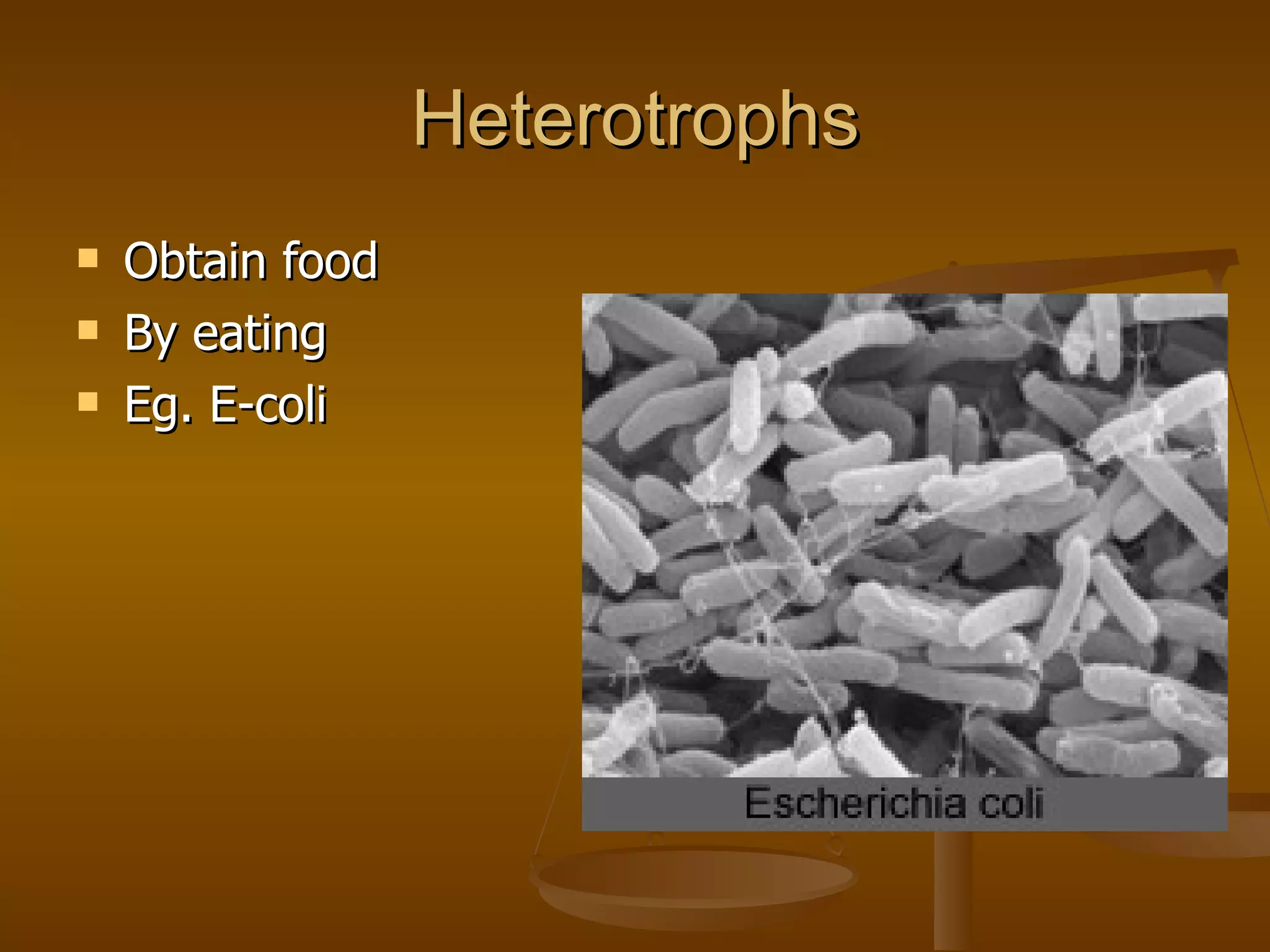 Heterotrophs Obtain food By eating Eg. E-coli 