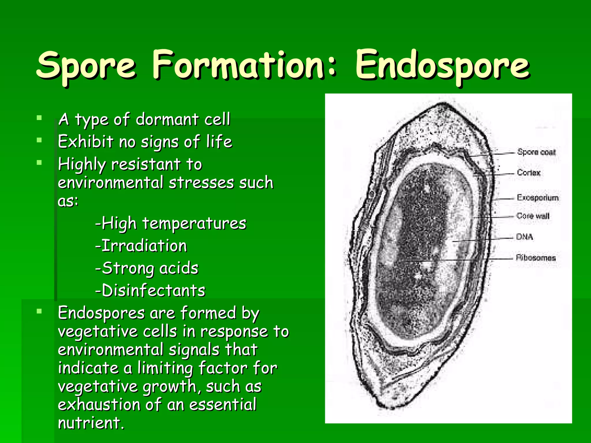 Spore Formation: Endospore A type of dormant cell  Exhibit no signs of life Highly resistant to environmental stresses such as: -High temperatures -Irradiation -Strong acids -Disinfectants Endospores are formed by vegetative cells in response to environmental signals that indicate a limiting factor for vegetative growth, such as exhaustion of an essential nutrient.  