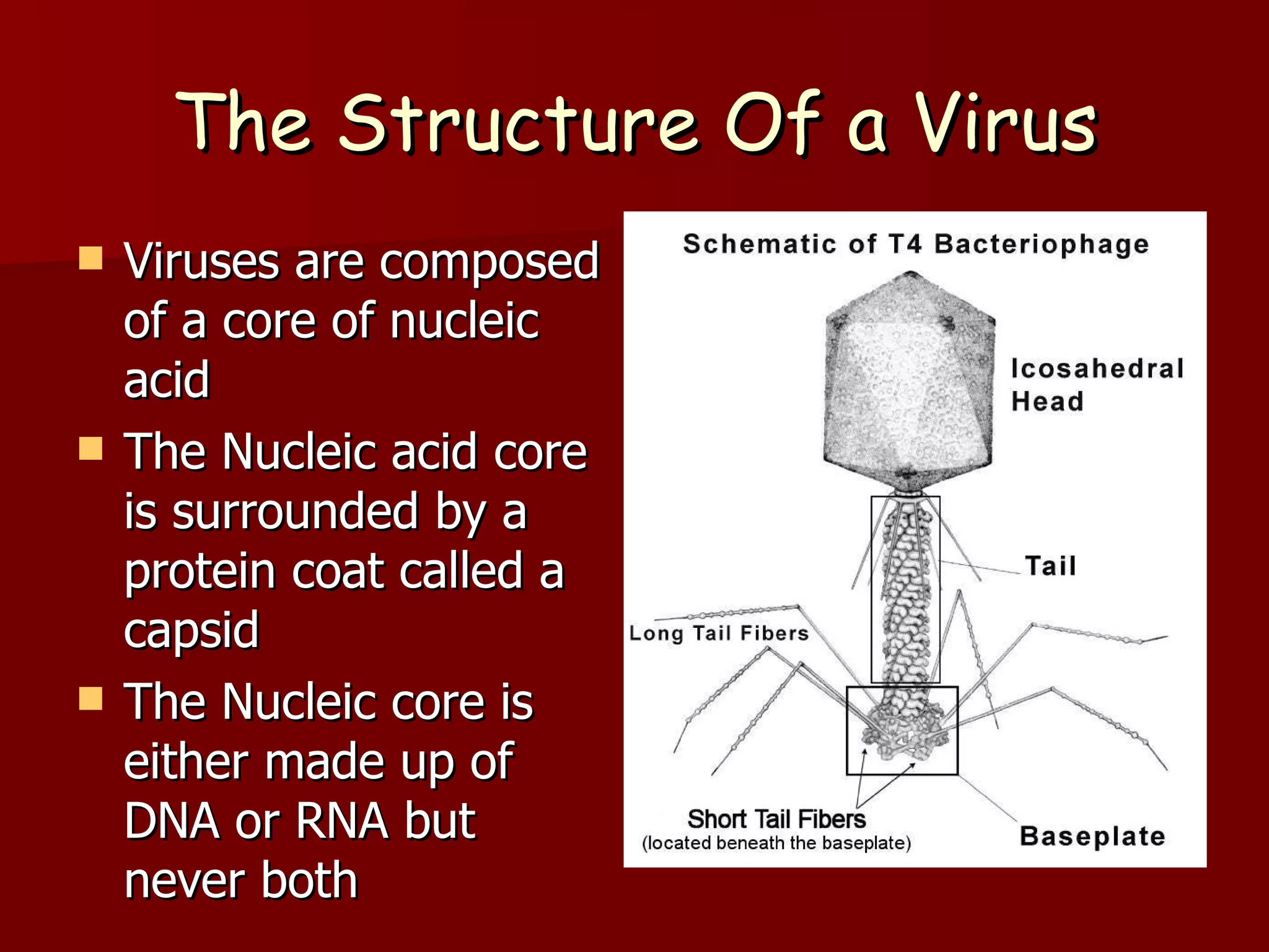The Structure Of a Virus Viruses are composed of a core of nucleic acid The Nucleic acid core is surrounded by a protein coat called a capsid The Nucleic core is either made up of DNA or RNA but never both 