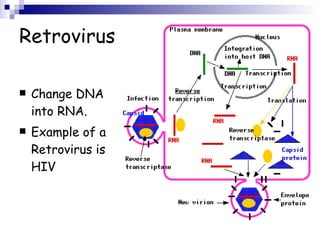 Retrovirus Change DNA into RNA. Example of a Retrovirus is HIV   