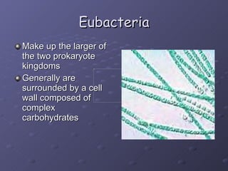 Eubacteria Make up the larger of the two prokaryote kingdoms Generally are surrounded by a cell wall composed of complex carbohydrates 