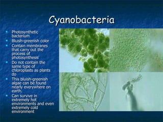 Cyanobacteria Photosynthetic bacterium Bluish-greenish color Contain membranes that carry out the process of photosynthesis Do not contain the same type of chloroplasts as plants do This bluish-greenish algae can be found nearly everywhere on earth. Can survive in extremely hot environments and even extremely cold environment 