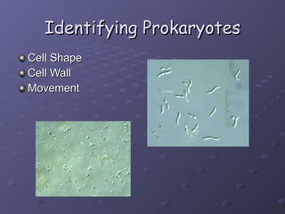 Identifying Prokaryotes Cell Shape Cell Wall Movement 