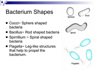 Bacterium Shapes Cocci~ Sphere shaped bacteria Bacillus~ Rod shaped bacteria Spirrillium ~ Spiral shaped bacteria Flagella~ Leg-like structures that help to propel the bacterium. 