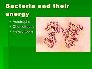 Bacteria and their energy Autotrophs Chemotrophs Heterotrophs 
