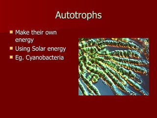 Autotrophs Make their own energy Using Solar energy Eg. Cyanobacteria 