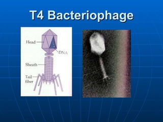 T4 Bacteriophage 