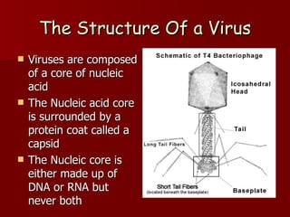 The Structure Of a Virus Viruses are composed of a core of nucleic acid The Nucleic acid core is surrounded by a protein coat called a capsid The Nucleic core is either made up of DNA or RNA but never both 