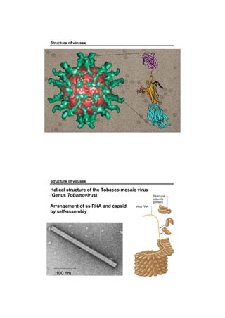 Structure of viruses
Structure of viruses
Helical structure of the Tobacco mosaic virus
(Genus Tobamovirus)
Arrangement of ss RNA and capsid
by self-assembly
100 nm
 