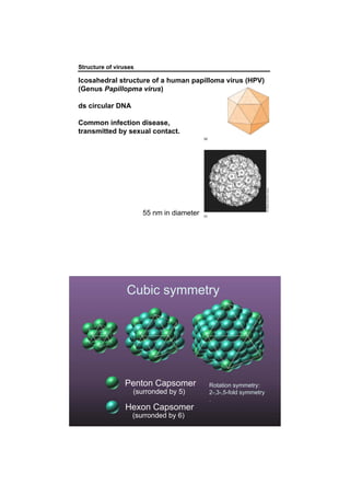 Structure of viruses
Icosahedral structure of a human papilloma virus (HPV)
(Genus Papillopma virus)
ds circular DNA
Common infection disease,
transmitted by sexual contact.
55 nm in diameter
Cubic symmetry
Penton Capsomer
Hexon Capsomer
(surronded by 5)
(surronded by 6)
Rotation symmetry:
2-,3-,5-fold symmetry
.
 