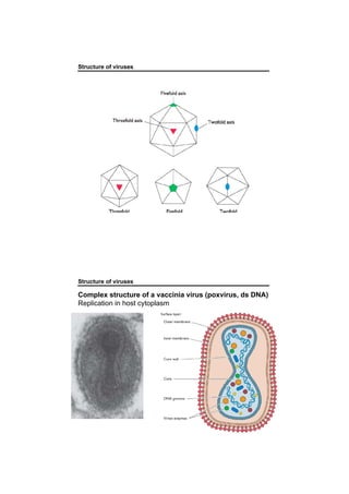 Structure of viruses
Structure of viruses
Complex structure of a vaccinia virus (poxvirus, ds DNA)
Replication in host cytoplasm
 
