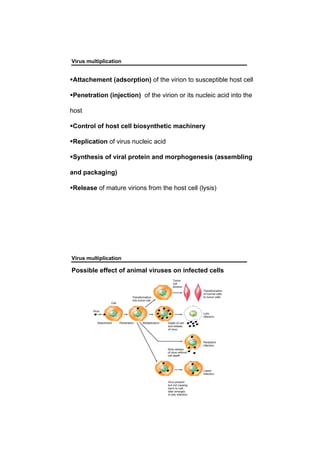 Virus multiplication
Attachement (adsorption) of the virion to susceptible host cell
Penetration (injection) of the virion or its nucleic acid into the
host
Control of host cell biosynthetic machinery
Replication of virus nucleic acid
Synthesis of viral protein and morphogenesis (assembling
and packaging)
Release of mature virions from the host cell (lysis)
Virus multiplication
Possible effect of animal viruses on infected cells
 