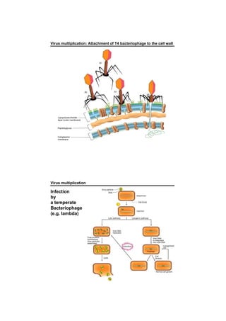 Virus multiplication: Attachment of T4 bacteriophage to the cell wall
Virus multiplication
Infection
by
a temperate
Bacteriophage
(e.g. lambda)
 