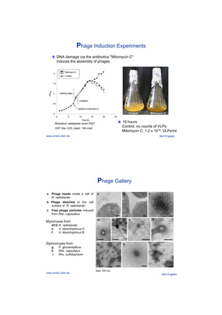 addition of mitomycin C
incubation
washing steps
OD600
0
0.5
1
1.5
2
0 5 10 15 20 25
Time [h]
Control
Mitomycin C
addition of mitomycin C
incubation
washing steps
OD600
0
0.5
1
1.5
2
0 5 10 15 20 25
Time [h]
Control
Mitomycin C
Phage Induction Experiments
DNA damage via the antibiotics "Mitomycin C"
induces the assembly of phages
Bert Engelenwww.pmbio.icbm.de
Control Mitomycin C
19 hours
Control: no counts of VLPs
Mitomycin C: 1.2 x 1010 VLPs/ml
Rhizobium radiobacter strain P007
ODP Site 1225, depth: 198 mbsf
Phage Gallery
bars 100 nm
a Phage heads inside a cell of
R. radiobacter
b Phage attached to the cell
surface of R. radiobacter
c Free phage particles induced
from Rho. capsulatus
Myoviruses from
d1/2 R. radiobacter
e V. diazotrophicus A
f V. diazotrophicus B
Siphoviruses from
g P. glucanolyticus
h Rhb. capsulatus
i Rhv. sulfidophilum
Bert Engelen
www.pmbio.icbm.de
 