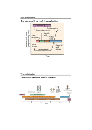 Virus multiplication
One step growth curve of virus replication
Virus multiplication
Time course of events after T4 infection
 