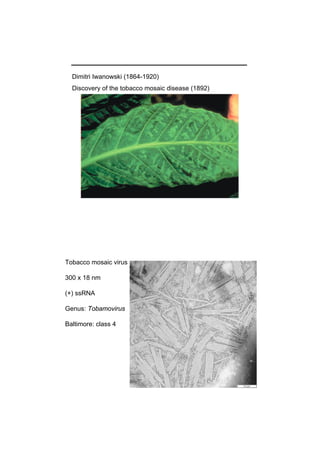Dimitri Iwanowski (1864-1920)
Discovery of the tobacco mosaic disease (1892)
Tobacco mosaic virus
300 x 18 nm
(+) ssRNA
Genus: Tobamovirus
Baltimore: class 4
 