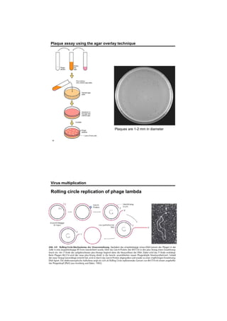Plaque assay using the agar overlay technique
Plaques are 1-2 mm in diameter
Virus multiplication
Rolling circle replication of phage lambda
 