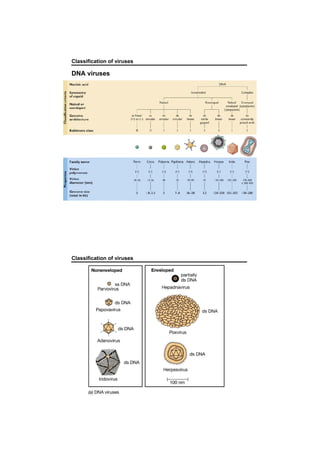 Classification of viruses
DNA viruses
Classification of viruses
 