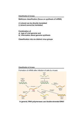 Classification of viruses
Baltimore classification (focus on synthesis of mRNA)
(+) strand can be directly translated
(-) strand cannot be translated
Combination of
a) type of viral genome and
b) information about genome synthesis
Classification into six distinct virus groups
Classification of viruses
Formation of mRNA after infection of cells by viruses
In general, RNA polymerases use double-stranded DNA!
 