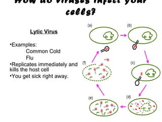 How do viruses infect your
cells?
Lytic Virus
•Examples:
Common Cold
Flu
•Replicates immediately and
kills the host cell
•You get sick right away.

 