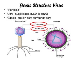 Basic Structure Virus
• “Particles”
• Core- nucleic acid (DNA or RNA)
• Capsid- protein coat surrounds core

 