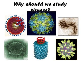 Why should we study
viruses?

 