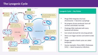 Comprehensive Overview of Viruses: Structure, Life Cycle, and Impact on ...