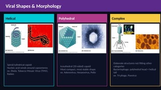 Complex Rabies Capsid Comprehensive Overview of Viruses: Structure, Life Cycle, and Impact on ...