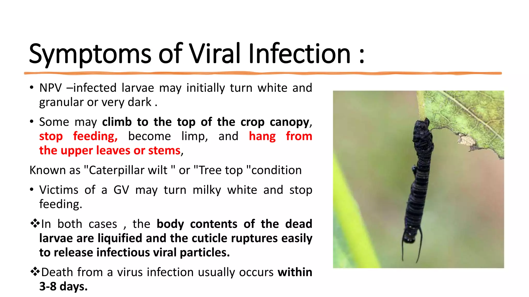 Viruses as biocontrol agents (1) | PPTX