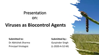 Presentation
on:
Viruses as Biocontrol Agents
Submitted to:
Dr Abhishek Sharma
Principal Virologist
Submitted by :
Gurpinder Singh
(L-2020-A-52-M)
 