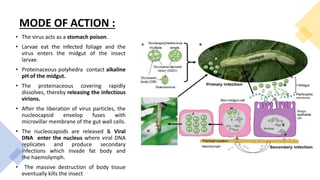 MODE OF ACTION :
• The virus acts as a stomach poison.
• Larvae eat the infected foliage and the
virus enters the midgut of the insect
larvae.
• Proteinaceous polyhedra contact alkaline
pH of the midgut.
• The proteinaceous covering rapidly
dissolves, thereby releasing the infectious
virions.
• After the liberation of virus particles, the
nucleocapsid envelop fuses with
microvillar membrane of the gut wall cells.
• The nucleocapsids are released & Viral
DNA enter the nucleus where viral DNA
replicates and produce secondary
infections which invade fat body and
the haemolymph.
• The massive destruction of body tissue
eventually kills the insect
 