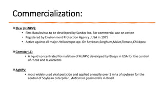 Commercialization:
Elcar (HzNPV):
• First Baculovirus to be developed by Sandoz Inc. For commercial use on cotton
• Registered by Environment Protection Agency , USA in 1975
• Active against all major Helicoverpa spp. On Soybean,Sorghum,Maize,Tomato,Chickpea
Gemstar LC:
• A liquid concentrated formulation of HzNPV, developed by Biosys in USA for the control
of H.zea and H.virescens
AgNPV:
• most widely used viral pesticide and applied annually over 1 mha of soybean for the
control of Soybean caterpillar , Anticarsia gemmatalis in Brazil
 