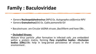 Family : Baculoviridae
• Genera Nucleopolyhedrovirus (NPV) Ex. Autographa californica NPV
• Genera Granulovirus(GV) Ex. Cydia pomonella GV
• Baculoviruses are Circular dsDNA viruses ,Bacilliform and have OBs .
• Occluded Viruses:
Mature Virus particle ,after formation in infected cells ,are embedded
within a protein matrix, forming Para crystalline bodies –Occlusion
bodies (OBs).OBs help in long-period persistence of viruses in the
environment .
 