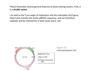 Viruses as vector, binary, shuttle vector | PPTX