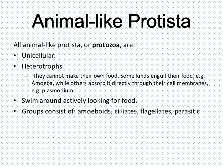 Viruses, bacteria, protists and fungi bacteria vs protists venn diagram 