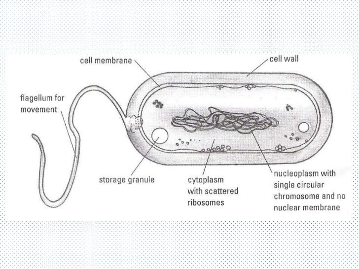 bacteria vs protists venn diagram manual e books virus vs cell venn diagram