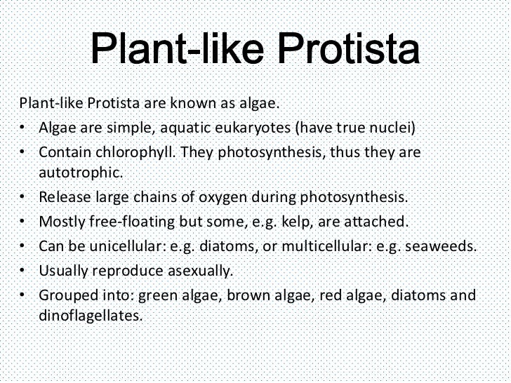 bacteria vs protists venn diagram wiring diagram bacteria virus venn diagram
