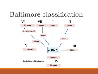 Viruses bacteria protists_and_fungi | PPTX