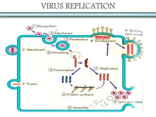 VIRUS REPLICATION
 