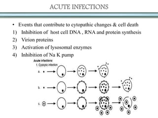 ACUTE INFECTIONS
• Events that contribute to cytopathic changes & cell death
1) Inhibition of host cell DNA , RNA and protein synthesis
2) Virion proteins
3) Activation of lysosomal enzymes
4) Inhibition of Na K pump
 