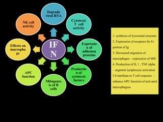 IF
N
Degrade
viral RNA
Cytotoxic
T cell
activity
Expressio
n of
adhesion
proteins
Productio
n of
cytotoxic
factorsMitogenes
is of B
cells
APC
function
Effects on
macropha
ge
NK cell
activity
1. synthesis of lysosomal enzymes
2. Expression of receptors for Fc
portion of Ig
3. Decreased migration of
macrophages – expression of MIF
4. Production of IL 1 , TNF alpha
– augment lymphocyte activation
5.Contribute to T cell response -
enhance APC function of activated
macrophagess
 