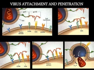 VIRUS ATTACHMENT AND PENETRATION
 