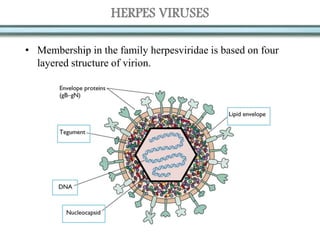 HERPES VIRUSES
• Membership in the family herpesviridae is based on four
layered structure of virion.
 
