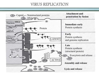 VIRUS REPLICATION
Capsid Nonstructural proteins
DNA
Attachment and
penetration by fusion
Nucleus DNA
genome
mRNA
DNA
Protein
Immediate early
Protein synthesis
LATENT
Early
Protein synthesis
and genome replication
ACTIVE
Late
Protein synthesis
(structural protein)
Exocytosis and release
Assembly and release
Lysis and release
 