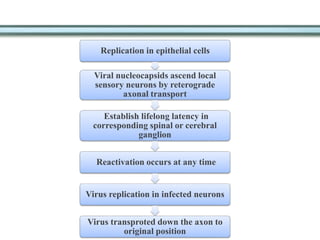 Replication in epithelial cells
Viral nucleocapsids ascend local
sensory neurons by reterograde
axonal transport
Establish lifelong latency in
corresponding spinal or cerebral
ganglion
Reactivation occurs at any time
Virus replication in infected neurons
Virus transproted down the axon to
original position
 