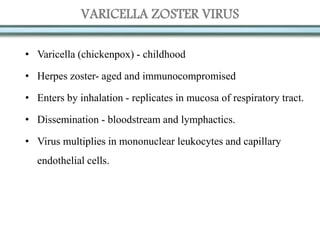 VARICELLA ZOSTER VIRUS
• Varicella (chickenpox) - childhood
• Herpes zoster- aged and immunocompromised
• Enters by inhalation - replicates in mucosa of respiratory tract.
• Dissemination - bloodstream and lymphactics.
• Virus multiplies in mononuclear leukocytes and capillary
endothelial cells.
 